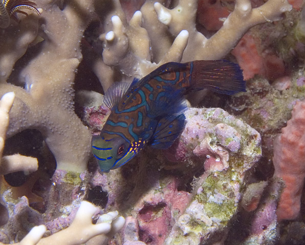 Male Mandarinfish, The Hill, f8.0, 1/250s