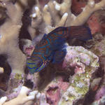 Male Mandarinfish, The Hill, f8.0, 1/250s