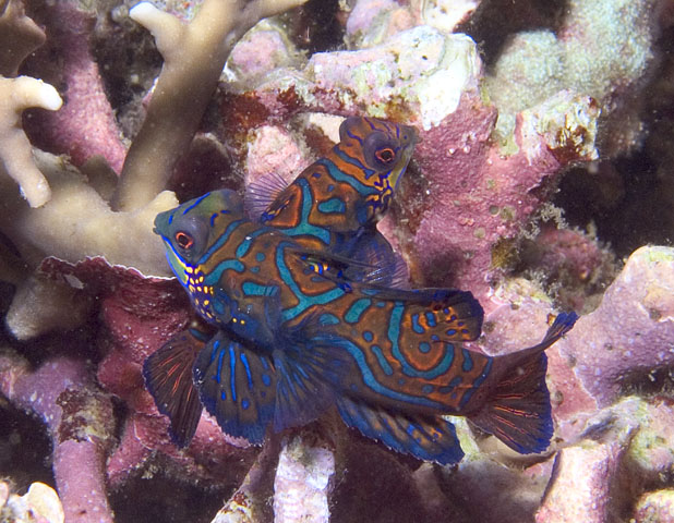 Mandarinfish pair, The Hill, f8.0, 1/250s