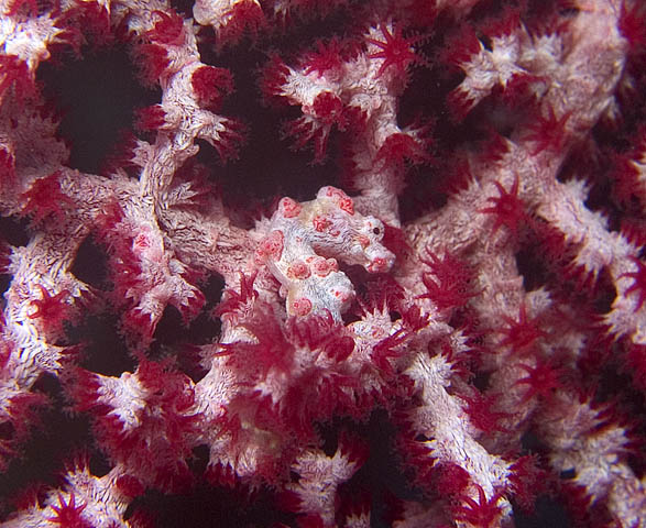 Pygmy Seahorse, Hippocampus bargibanti, Sinandigan Wall, f8.0, 1/500s.