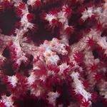 Pygmy Seahorse, Hippocampus bargibanti, Sinandigan Wall, f8.0, 1/500s.