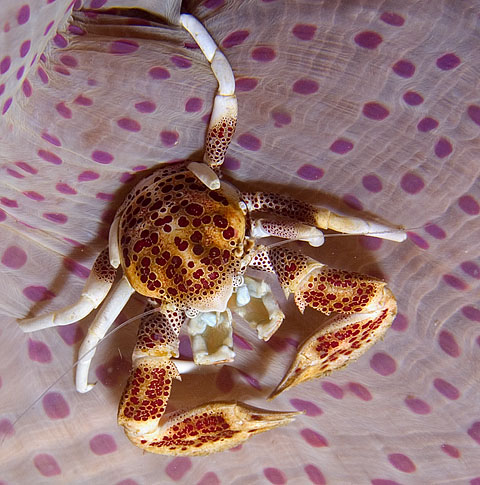 Spotted Porcelain Crab, Neopetrolisthes maculata, Kilima Steps, f8.0, 1/250s