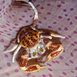 Spotted Porcelain Crab, Neopetrolisthes maculata, Kilima Steps, f8.0, 1/250s