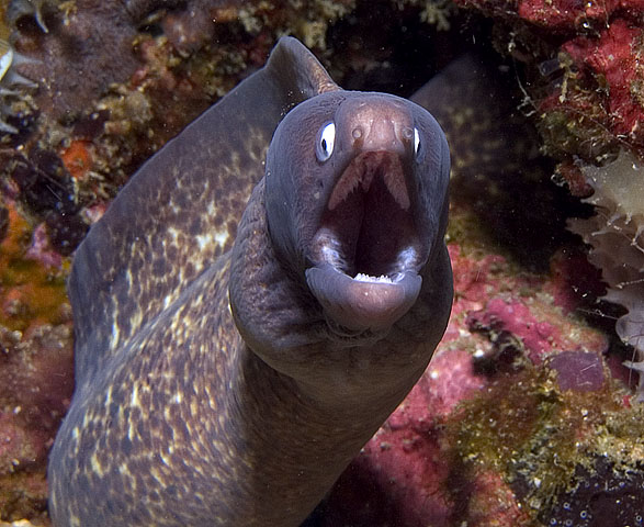 White-eyed Moray, Gymnothorax thyrsoideus, Kilima Steps, f8.0, 1/250s