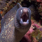 White-eyed Moray, Gymnothorax thyrsoideus, Kilima Steps, f8.0, 1/250s