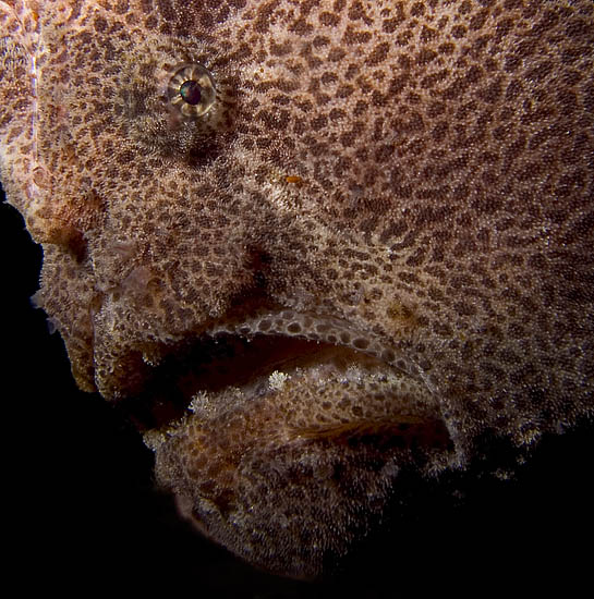 Giant Frogfish, Antennarius commersoni, Sabang Wrecks, f8.0, 1/2000s.