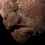 Giant Frogfish, Antennarius commersoni, Sabang Wrecks, f8.0, 1/2000s.