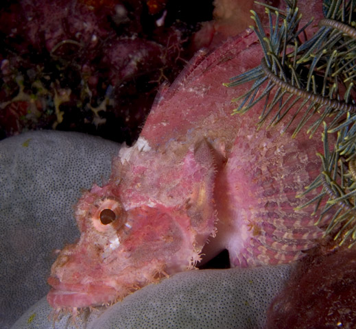 Scorpionfish, Kilima Steps, f8.0, 1/2000s