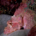 Scorpionfish, Kilima Steps, f8.0, 1/2000s