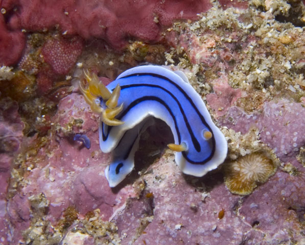 Chromodoris lochi Nudibranch, Kilima Steps, f8.0, 1/320s