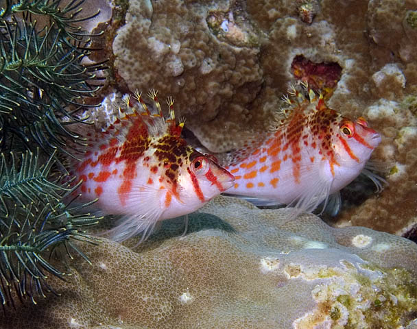 Pair of Dwarf Hawkfish, Cirrhitichthys falco, Kilima Steps, f8.0, 1/320s