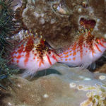 Pair of Dwarf Hawkfish, Cirrhitichthys falco, Kilima Steps, f8.0, 1/320s