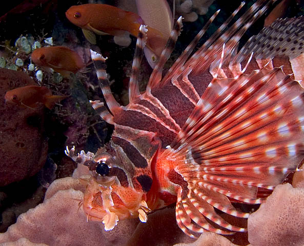 Zebra Lionfish, Dendrochirus zebra, Kilima Steps, f8.0, 1/250s