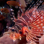 Zebra Lionfish, Dendrochirus zebra, Kilima Steps, f8.0, 1/250s