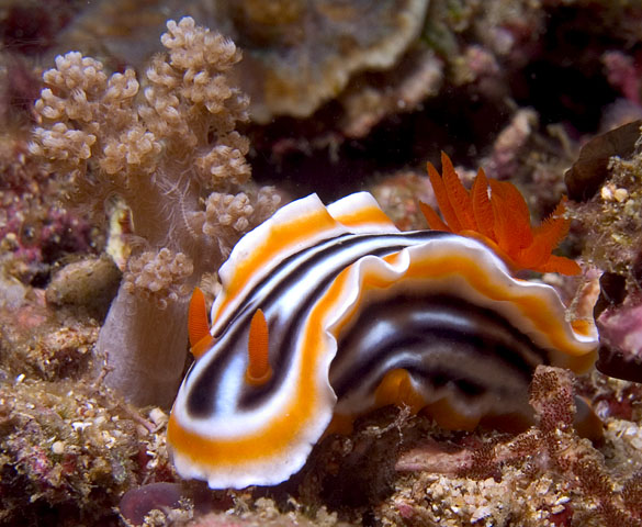 Chromodoris magnifica nudibranch, Kilima Steps, f8.0, 1/2000s