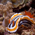 Chromodoris magnifica nudibranch, Kilima Steps, f8.0, 1/2000s