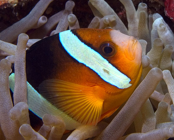 Clark's Anemonefish, Amphiprion clarkii, Kilima Steps, f8.0, 1/320s