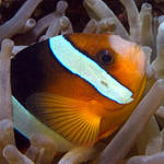 Clark's Anemonefish, Amphiprion clarkii, Kilima Steps, f8.0, 1/320s