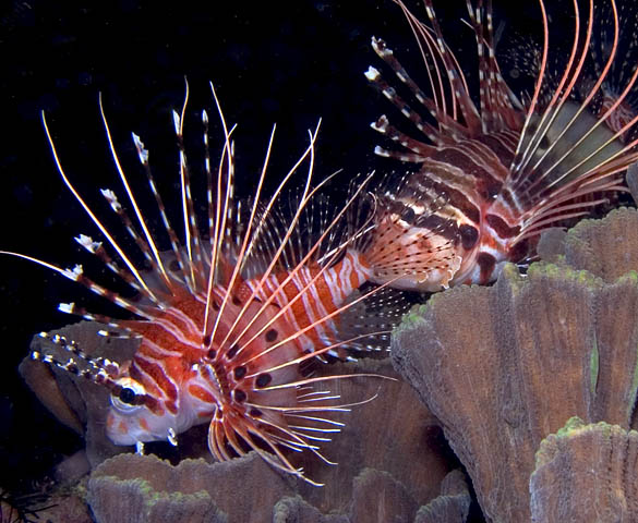 Spotfin Lionfish, Pterois antennata, La Laguna Shallows, f8.0, 1/320s