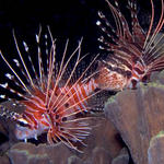 Spotfin Lionfish, Pterois antennata, La Laguna Shallows, f8.0, 1/320s