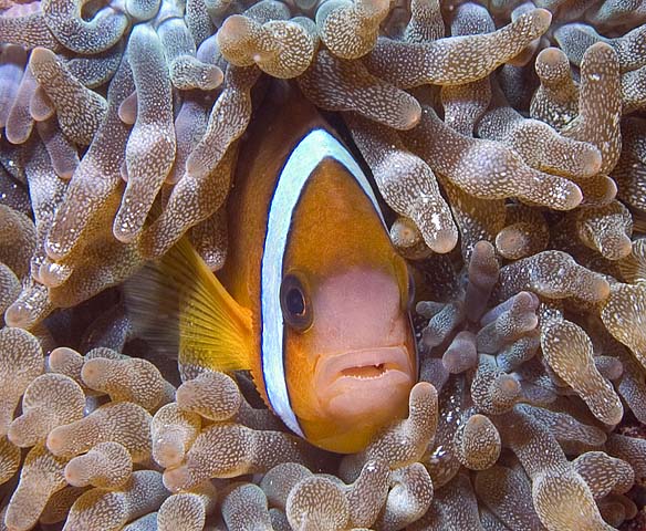 Clark's Anemonefish, Amphiprion clarkii, La Laguna Shallows, f8.0, 1/320s