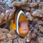 Clark's Anemonefish, Amphiprion clarkii, La Laguna Shallows, f8.0, 1/320s