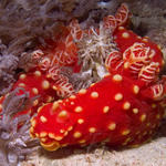 Gymnodoris aurita nudibranch, La Laguna Shallows, f8.0, 1/320s