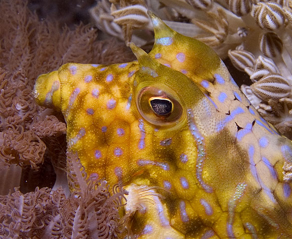 Thornback Cowfish, Lactoria fornasini, La Laguna Shallows, f8.0, 1/320s