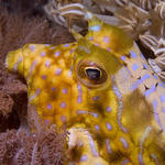 Thornback Cowfish, Lactoria fornasini, La Laguna Shallows, f8.0, 1/320s