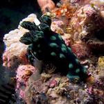 Nembrotha cristata nudibranch, Sinandigan Wall, F8.0, 1/1000s