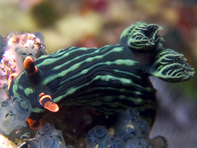 Nembrotha kubaryana nudibranch, Sinandigan Wall, f8.0, 1/2000s