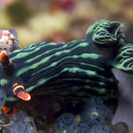 Nembrotha kubaryana nudibranch, Sinandigan Wall, f8.0, 1/2000s