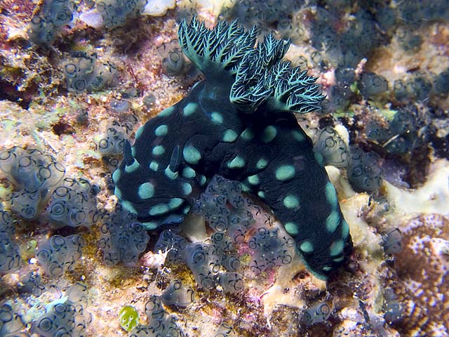 Nembrotha cristata nudibranch, Sinandigan Wall, f8.0, 1/2000s