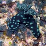 Nembrotha cristata nudibranch, Sinandigan Wall, f8.0, 1/2000s