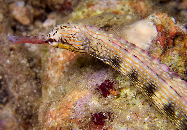 Messmate Pipefish, Corythoichthys intestinalis, Sinandigan Wall, f8.0, 1/2000s.