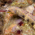 Messmate Pipefish, Corythoichthys intestinalis, Sinandigan Wall, f8.0, 1/2000s.