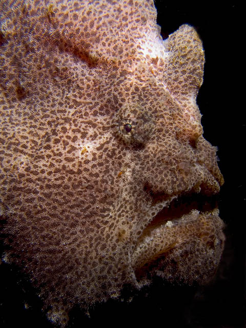 Giant Frogfish, Antennarius commersoni, Sabang Wrecks, f8.0, 1/2000s.