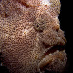 Giant Frogfish, Antennarius commersoni, Sabang Wrecks, f8.0, 1/2000s.