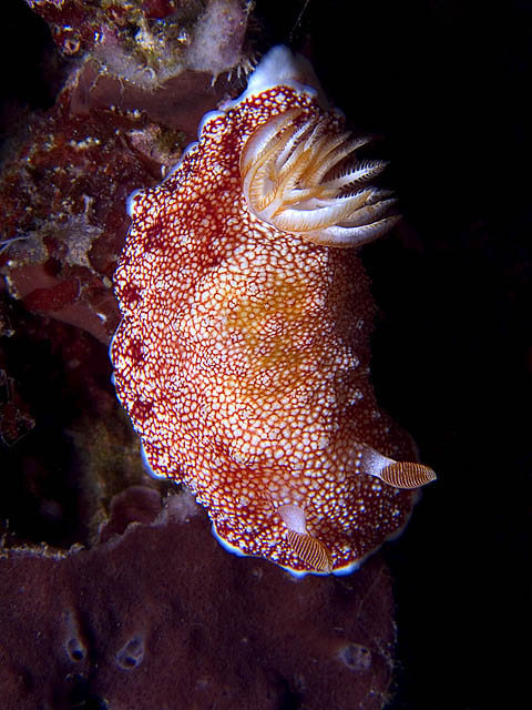 Chromodoris tinctoria nudibranch, Sabang Deep, f8.0, 1/500s