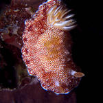 Chromodoris tinctoria nudibranch, Sabang Deep, f8.0, 1/500s