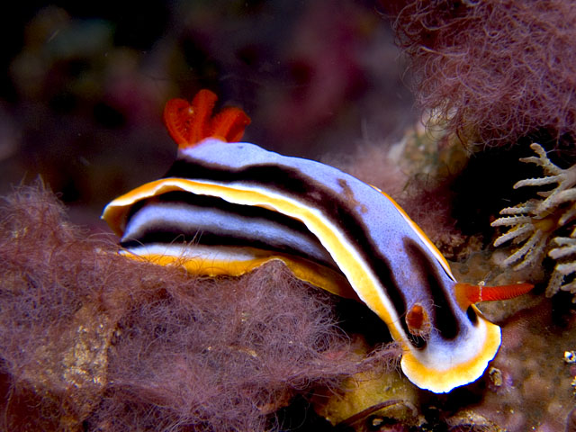 Chromodoris michaeli nudibranch, Sabang Deep, f8.0, 1/500s