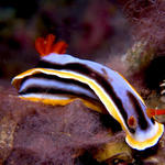 Chromodoris michaeli nudibranch, Sabang Deep, f8.0, 1/500s