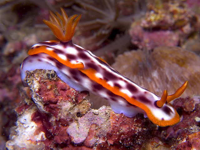 Hypselodoris purpureomaculosa nudibranch, Manila Channel, f8.0, 1/500s