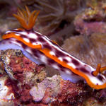 Hypselodoris purpureomaculosa nudibranch, Manila Channel, f8.0, 1/500s