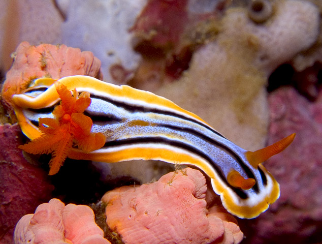 Chromodoris magnifica nudibranch, Sabang Point, f8.0, 1/320s