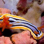 Chromodoris magnifica nudibranch, Sabang Point, f8.0, 1/320s