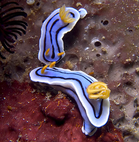 Chromodoris lochi nudibranch, Sabang Point, f8.0, 1/320s