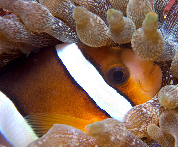 Clark's Anemonefish, Amphiprion clarkii, Sabang Wrecks, f6.3, 1/160s