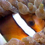 Clark's Anemonefish, Amphiprion clarkii, Sabang Wrecks, f6.3, 1/160s