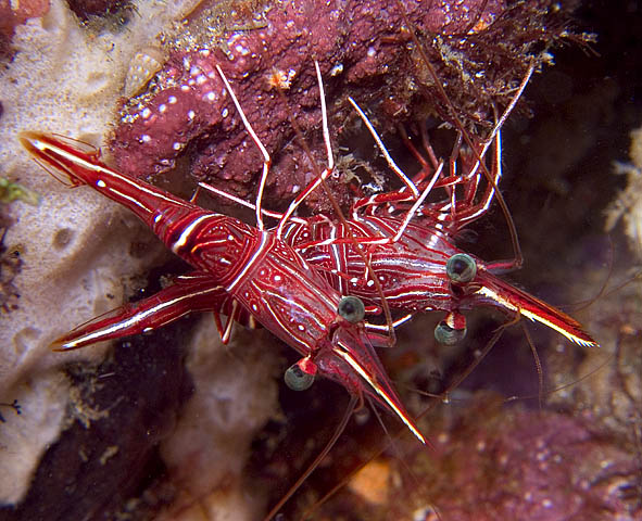 Cleaner Shrimp, Sabang Wrecks, f6.3, 1/160s